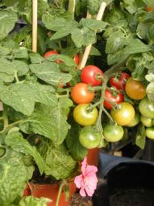 pomodori ciliegini