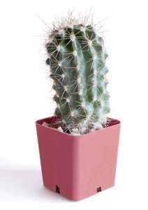 saguaro