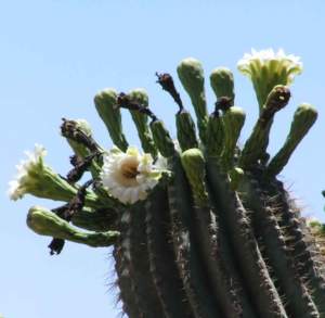 saguaro