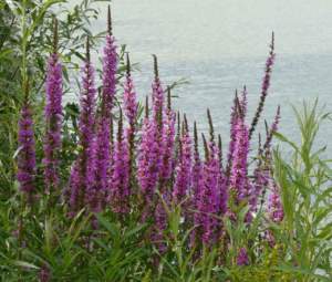 difendere le piante caldo lythrum