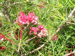difendere le piante caldo grevillea