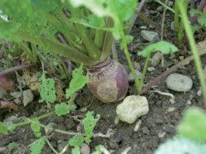 2014/07/raccogliere-verdure-rapa_752feefc.jpg