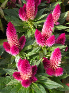 celosia plumosa