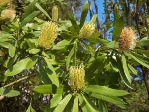 Banksia integrifolia