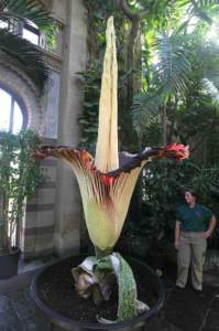 piante insolite Amorphophallus