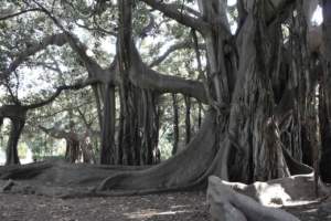 piante insolite FICUS magnolioides