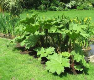 piante insolite gunnera