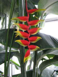 piante insolite Heliconia rostrata