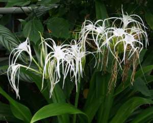 piante insolite Hymenocallis expansa