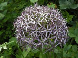 piante insolite allium