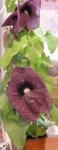 piante insolite aristolochia