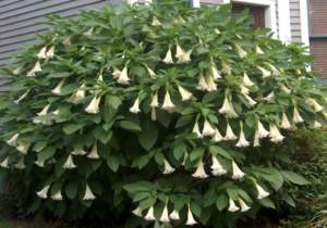 piante insolite brugmansia