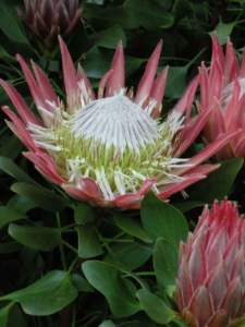 piante insolite protea