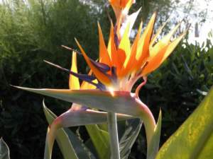piante insolite strelitzia