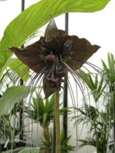 piante insolite tacca