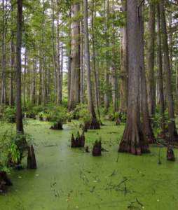 piante insolite taxodium