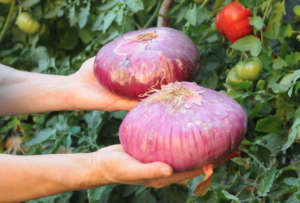 cipolla stoccarda
