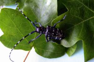 Adulto di tarlo asiatico (Anoplophora chinensis).