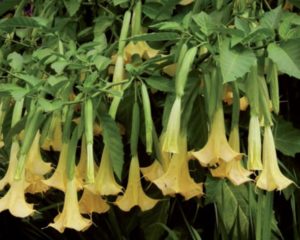 brugmansia aurea fiori notturni