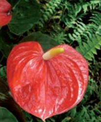 anthurium