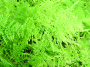 asparagus