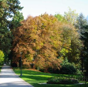 2016/11/1807_IMG_3parco_delle_terme_di_levico_archiviograndi_giardini_italiani_web_cb17abb8.jpg