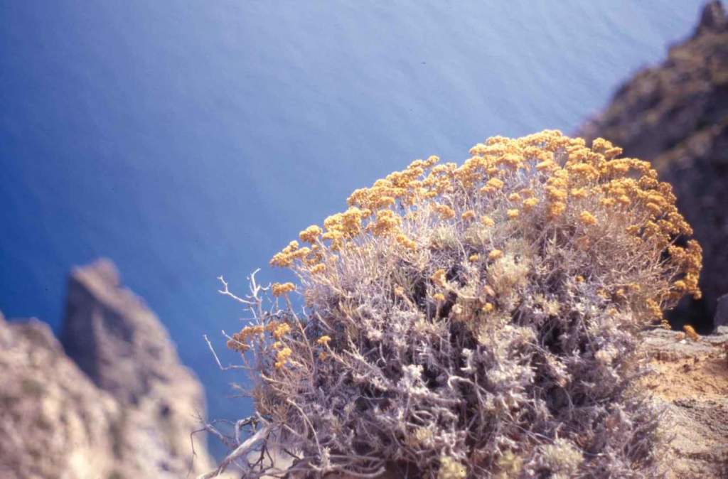 10pantelleria_santolina