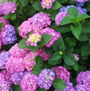2017/06/Ortensie_2015_001_web_54fb3d38.jpg