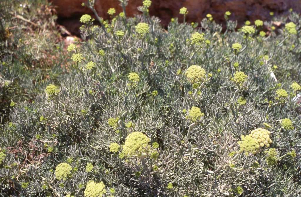 pantelleria_crithmum_maritimum