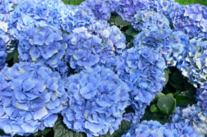 ortensie azzurre