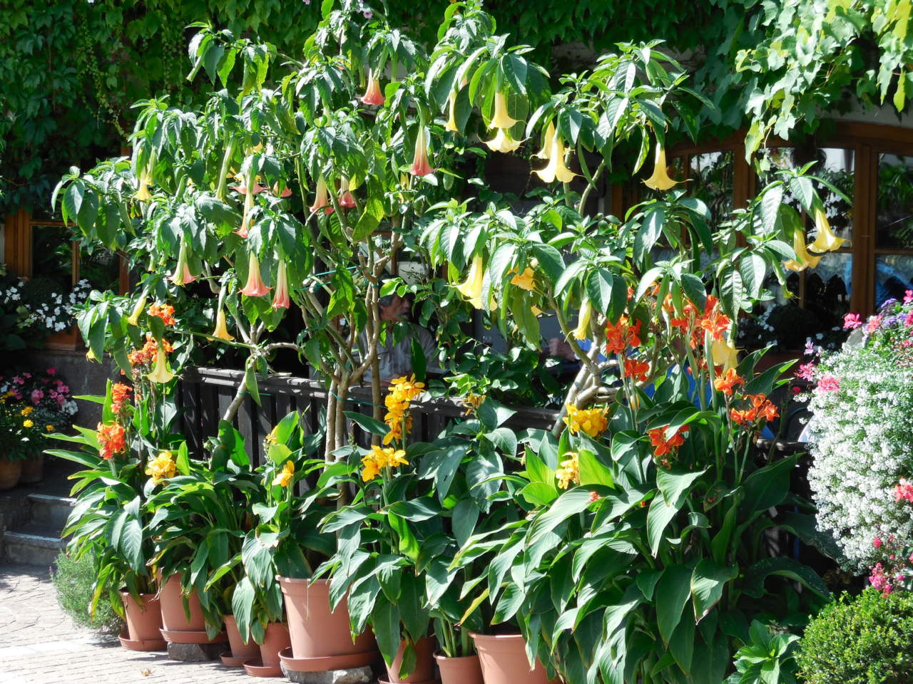 brugmansia