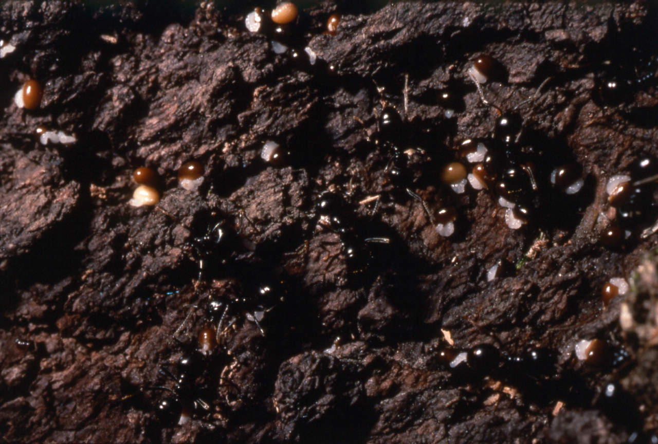 formiche_nido_uova