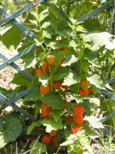 Frutti di alkekengi o chichinghero