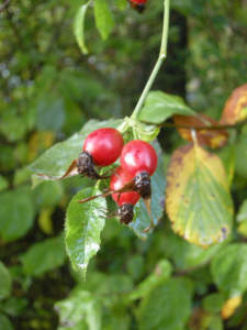 Cinorrodi di rosa canina