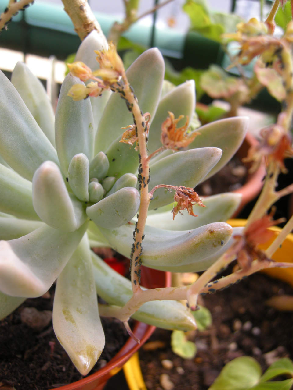 Afidi neri su echeveria