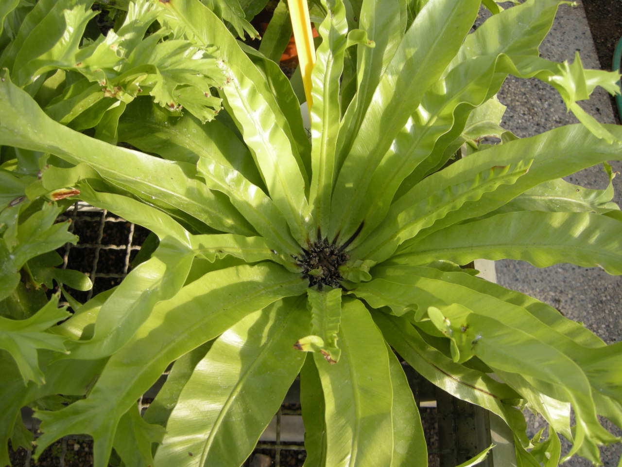 Asplenium