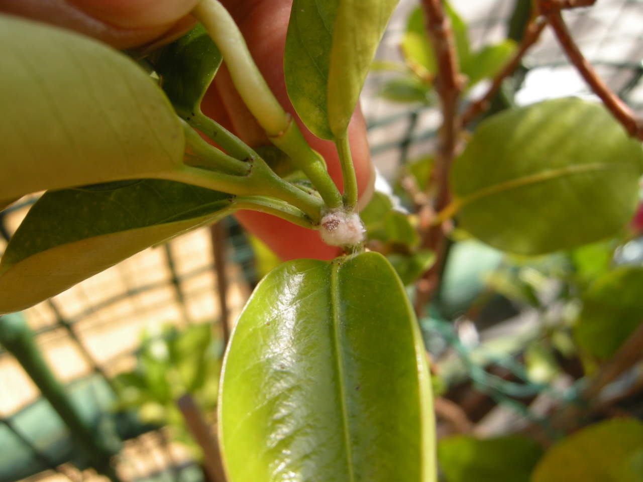 Cocciniglia farinosa su orchidea