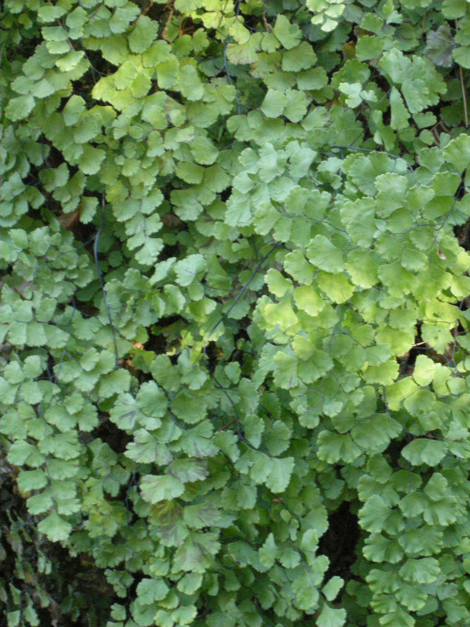 Adiantum capillus-veneris