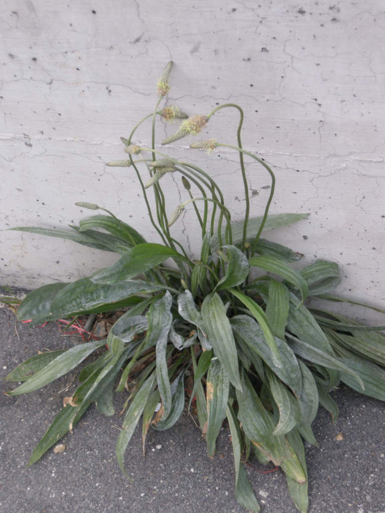 plantago_lanceolata