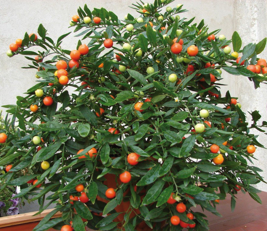 Solanum capsicastrum