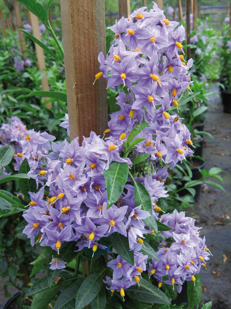 Solanum crispum ‘Glasnevin’