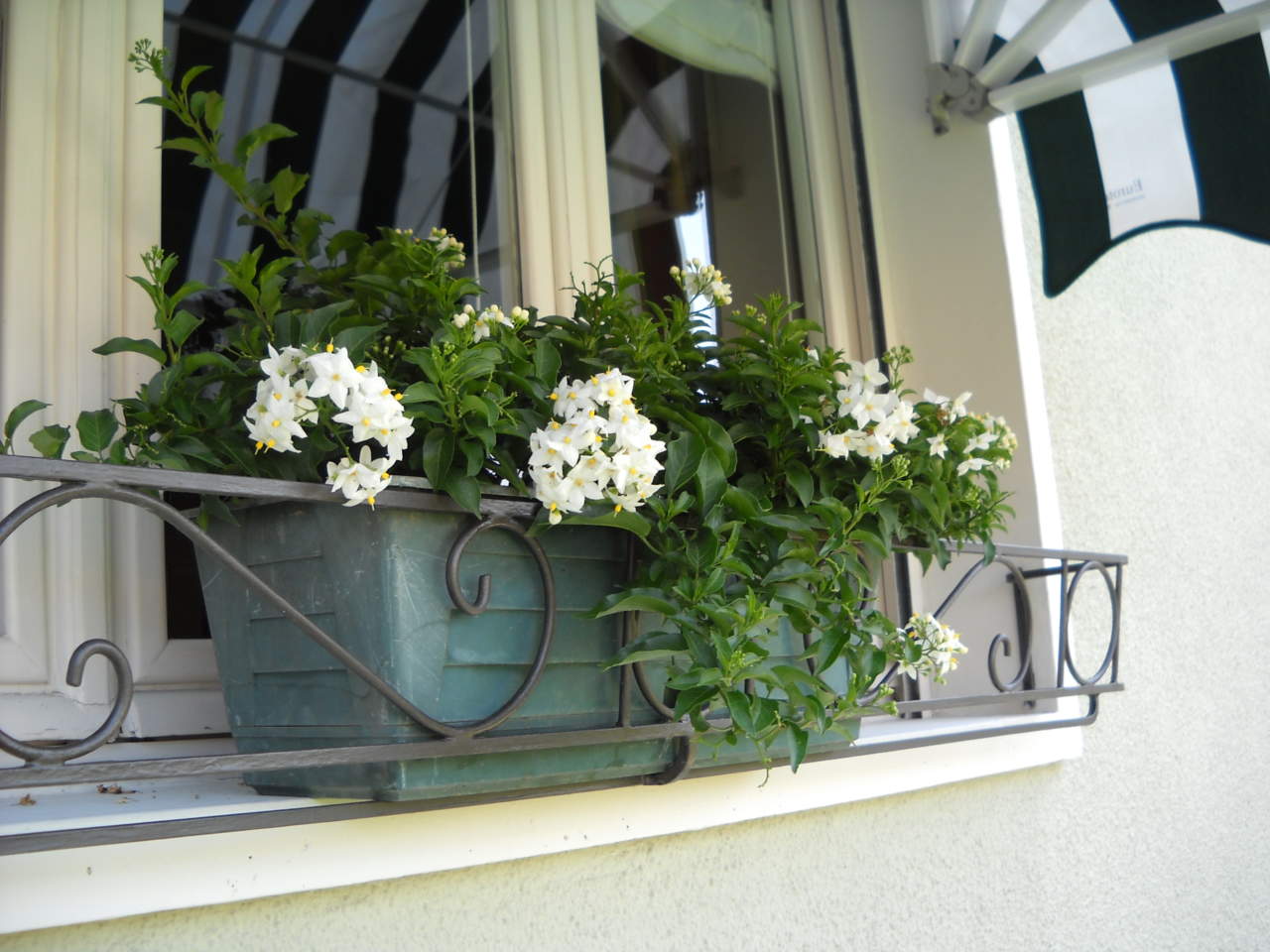Solanum jasminoides