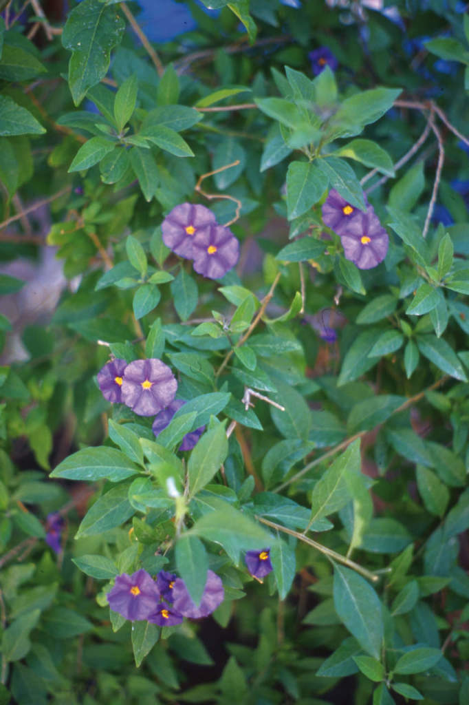 Solanum rantonettii