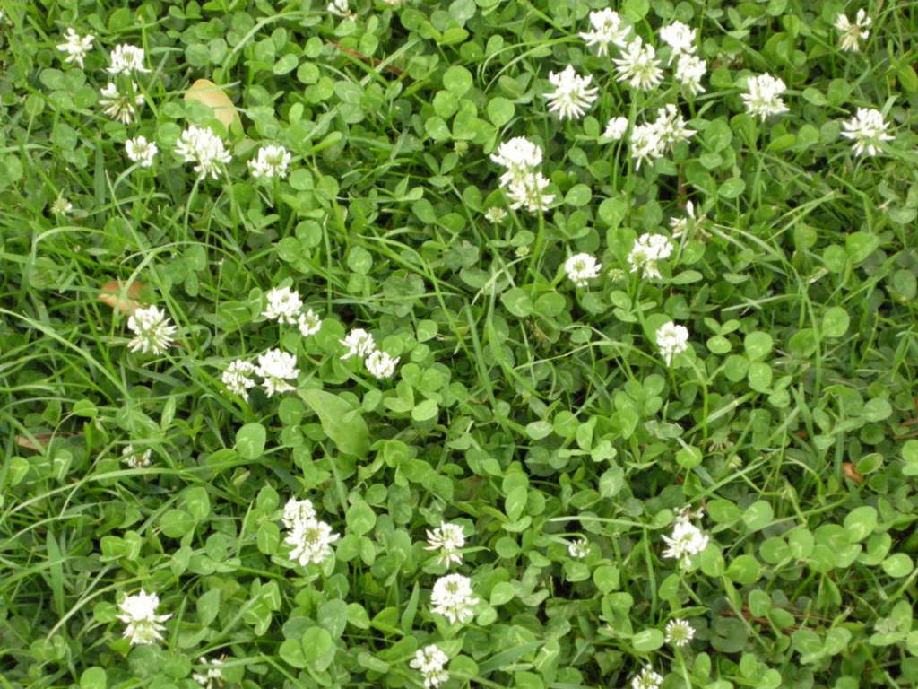Trifoglio bianco
