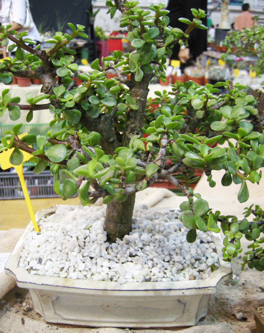 Bonsai di Crassula arborescens