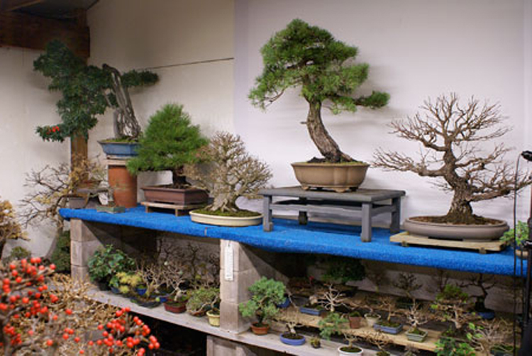 bonsai_inverno