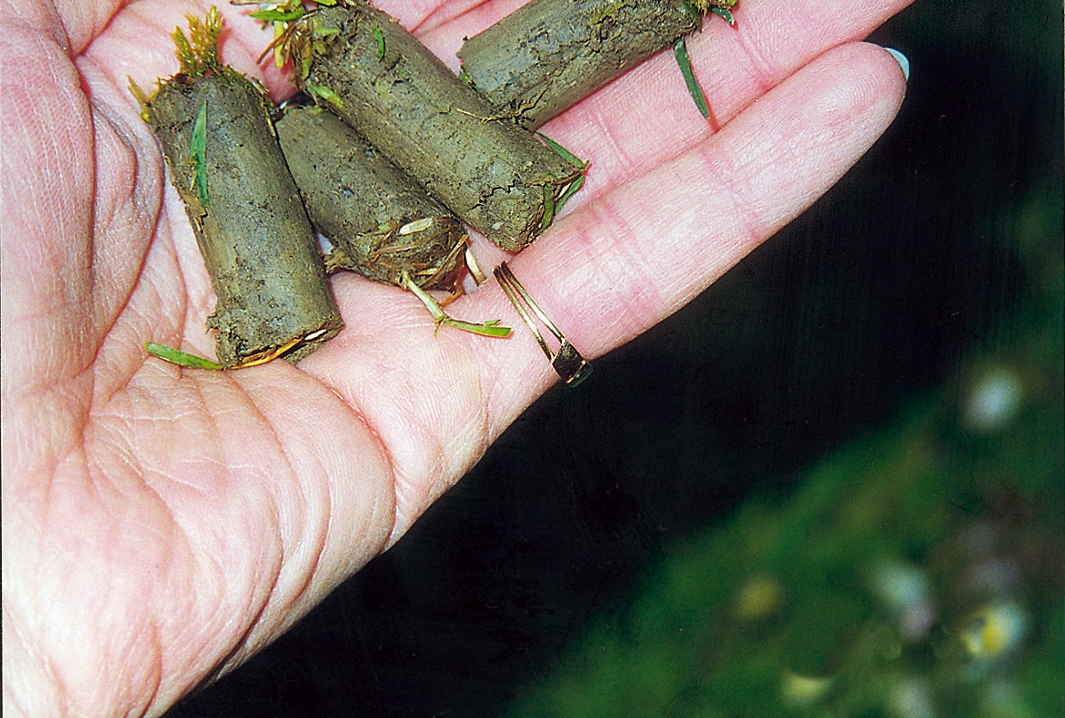 carotatura cilindretti