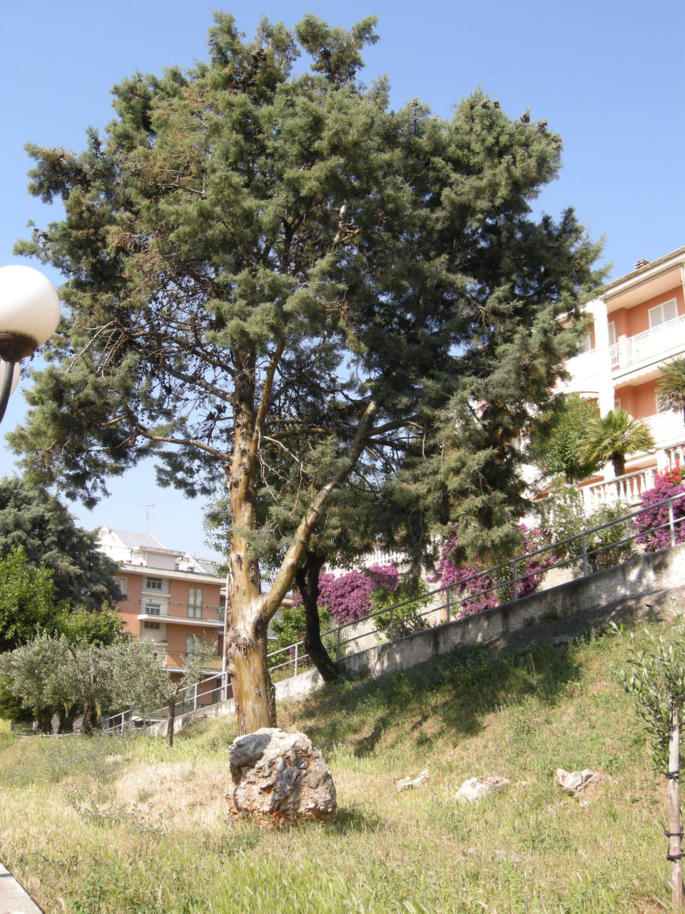 Cipresso della varietà horizontalis