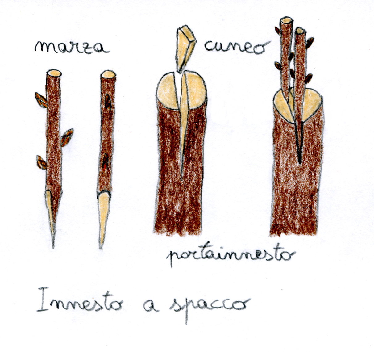 Innesto a spacco