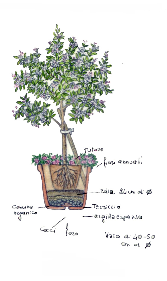 piantagione arbusto in vaso